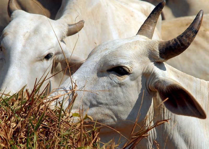 Brasil deve vacinar 161 milhões de bovinos e bubalinos contra aftosa